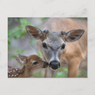 Cutest Baby Animals   Key Deer Stag & Fawn Postcard