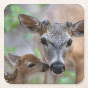 Cutest Baby Animals Key Deer Stag & Fawn Square Paper Coaster