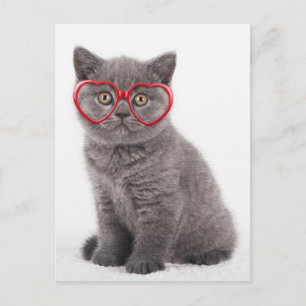 Cutest Baby Animals Kitten Heart Glasses Postcard