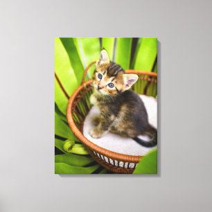 Cutest Baby Animals Kitten in Basket Canvas Print