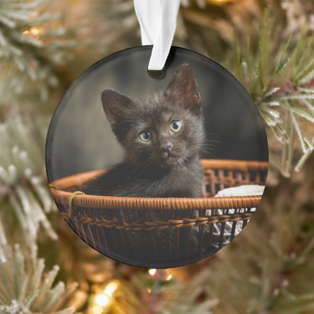 Cutest Baby Animals | Kitten in Basket Ornament (Tree)