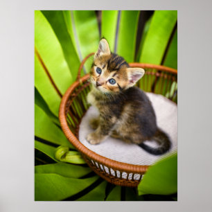Cutest Baby Animals Kitten in Basket Poster