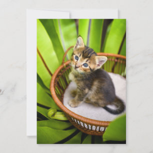Cutest Baby Animals   Kitten in Basket Thank You Card