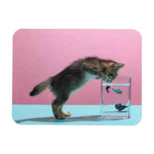 Cutest Baby Animals Kitten Looking at Fish Bowl Magnet