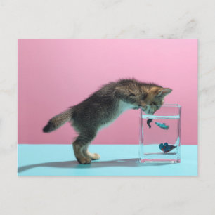 Cutest Baby Animals Kitten Looking at Fish Bowl Postcard