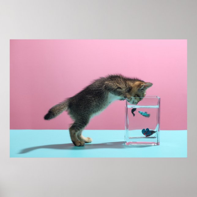 Cutest Baby Animals | Kitten Looking at Fish Bowl Poster (Front)