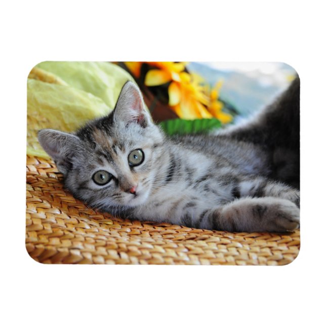 Cutest Baby Animals | Kitten Lounging Magnet (Horizontal)