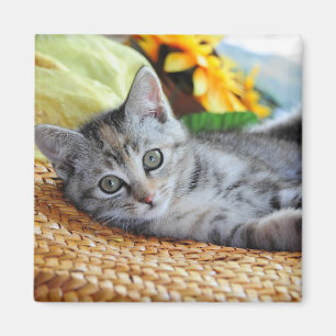 Cutest Baby Animals Kitten Lounging Magnet