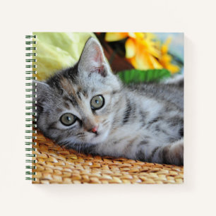 Cutest Baby Animals Kitten Lounging Notebook