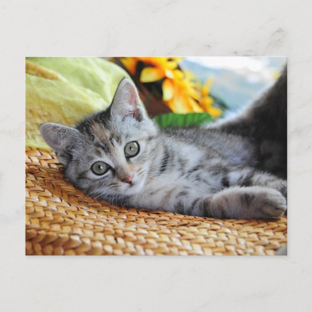Cutest Baby Animals | Kitten Lounging Postcard (Front)