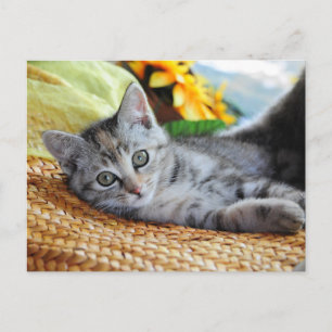 Cutest Baby Animals   Kitten Lounging Postcard