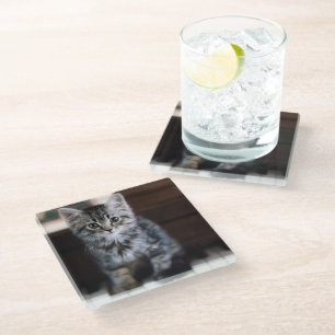 Cutest Baby Animals Kitten on Piano Keys Glass Coaster