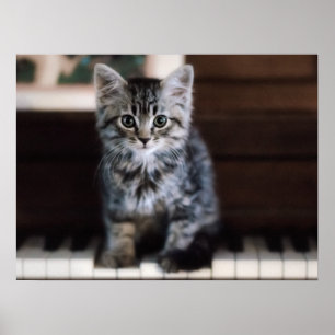 Cutest Baby Animals   Kitten on Piano Keys Poster
