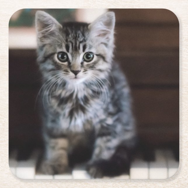 Cutest Baby Animals | Kitten on Piano Keys Square Paper Coaster (Front)