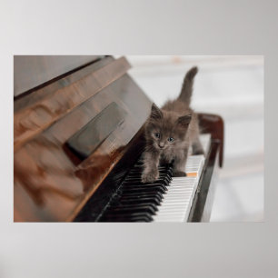 Cutest Baby Animals   Kitten on Piano Poster