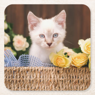 Cutest Baby Animals   Kitten & Yellow Roses Square Paper Coaster