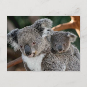 Cutest Baby Animals   Koala and Joey Postcard