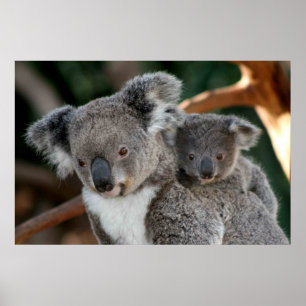 Cutest Baby Animals   Koala and Joey Poster