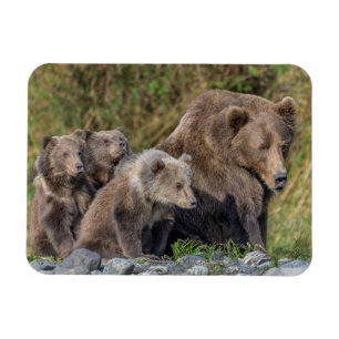 Cutest Baby Animals Kodiak Mama Bear & Cubs Magnet