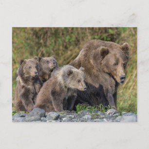 Cutest Baby Animals   Kodiak Mama Bear & Cubs Postcard