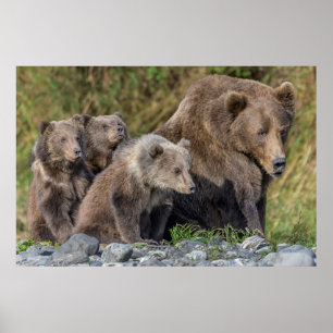 Cutest Baby Animals Kodiak Mama Bear & Cubs Poster