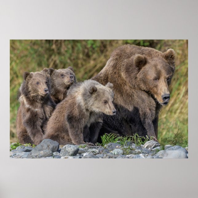 Cutest Baby Animals | Kodiak Mama Bear & Cubs Poster (Front)