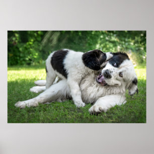 Cutest Baby Animals   Landseer Puppy Poster