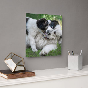Cutest Baby Animals   Landseer Puppy Square Wall Clock
