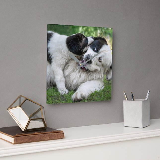 Cutest Baby Animals | Landseer Puppy Square Wall Clock (Office)
