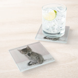 Cutest Baby Animals   Licking Tabby Kitten Glass Coaster