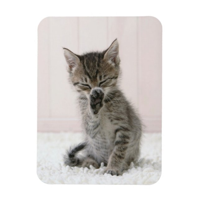 Cutest Baby Animals | Licking Tabby Kitten Magnet (Vertical)