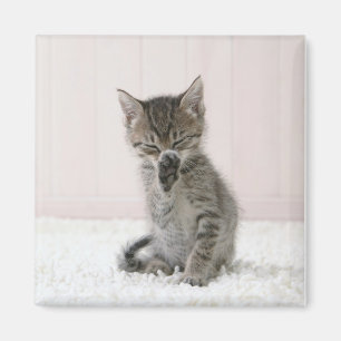 Cutest Baby Animals   Licking Tabby Kitten Magnet