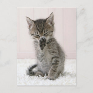 Cutest Baby Animals   Licking Tabby Kitten Postcard