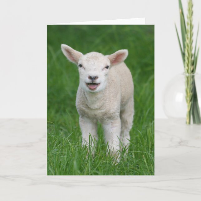 Cutest Baby Animals | Lil Lamb Card (Front)