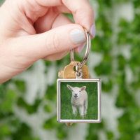 Cutest Baby Animals | Lil Lamb
