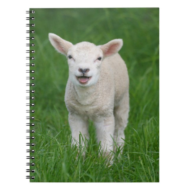 Cutest Baby Animals | Lil Lamb Notebook (Front)