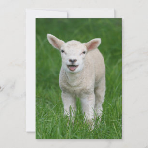Cutest Baby Animals   Lil Lamb Thank You Card
