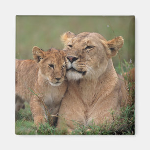 Cutest Baby Animals Lion Cub & Mother Magnet