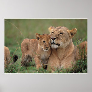 Cutest Baby Animals   Lion Cub & Mother Poster