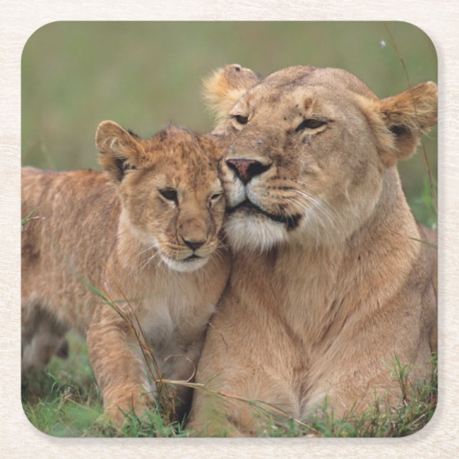 Cutest Baby Animals | Lion Cub & Mother Square Paper Coaster (Front)