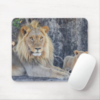 Cutest Baby Animals | Lion Dad & Cub