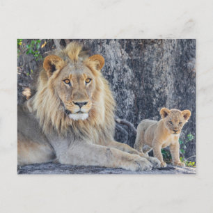 Cutest Baby Animals   Lion Dad & Cub Postcard