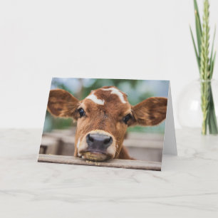 Cutest Baby Animals   Little Cow Calf Card