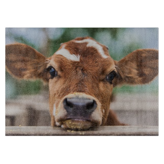 Cutest Baby Animals | Little Cow Calf Cutting Board (Front)