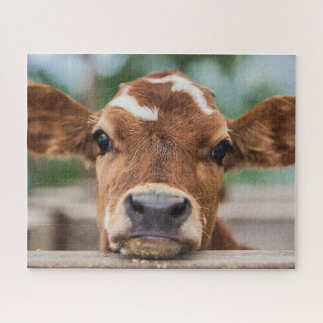 Cutest Baby Animals | Little Cow Calf Jigsaw Puzzle (Horizontal)