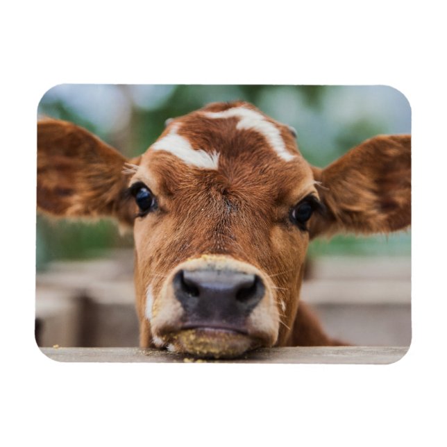 Cutest Baby Animals | Little Cow Calf Magnet (Horizontal)