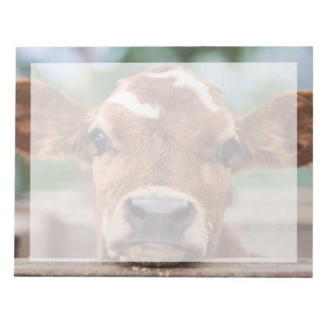 Cutest Baby Animals | Little Cow Calf Notepad (Front)