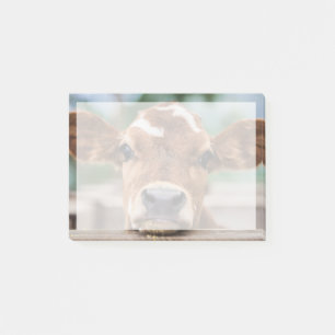 Cutest Baby Animals   Little Cow Calf Post-it Notes