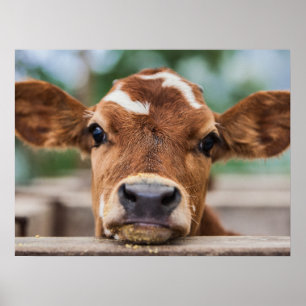 Cutest Baby Animals   Little Cow Calf Poster