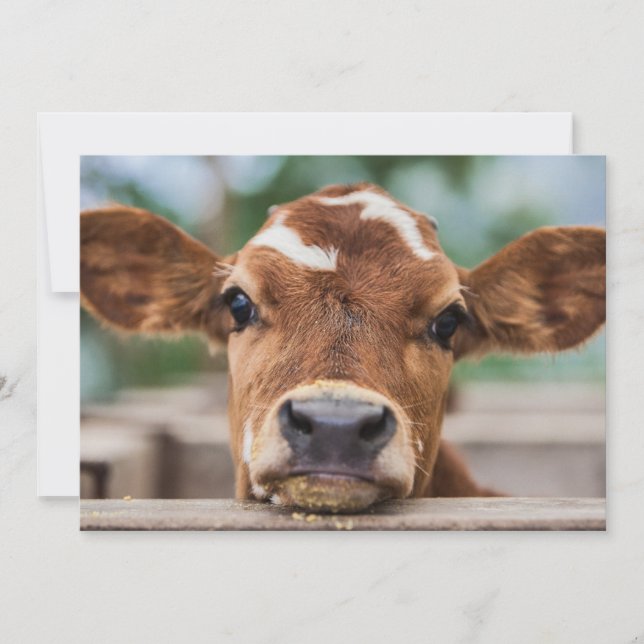 Cutest Baby Animals | Little Cow Calf Thank You Card (Front)